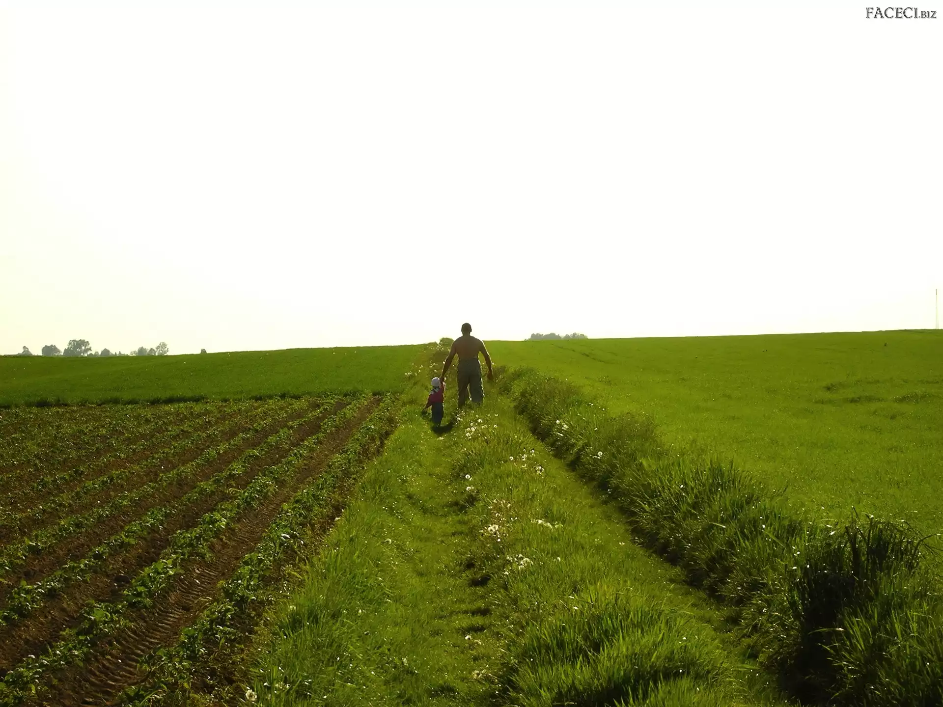 Dziecko, Spacer, Łąka